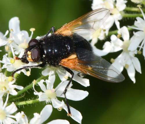 Réf. 346 569 : Mesembrina meridiana
